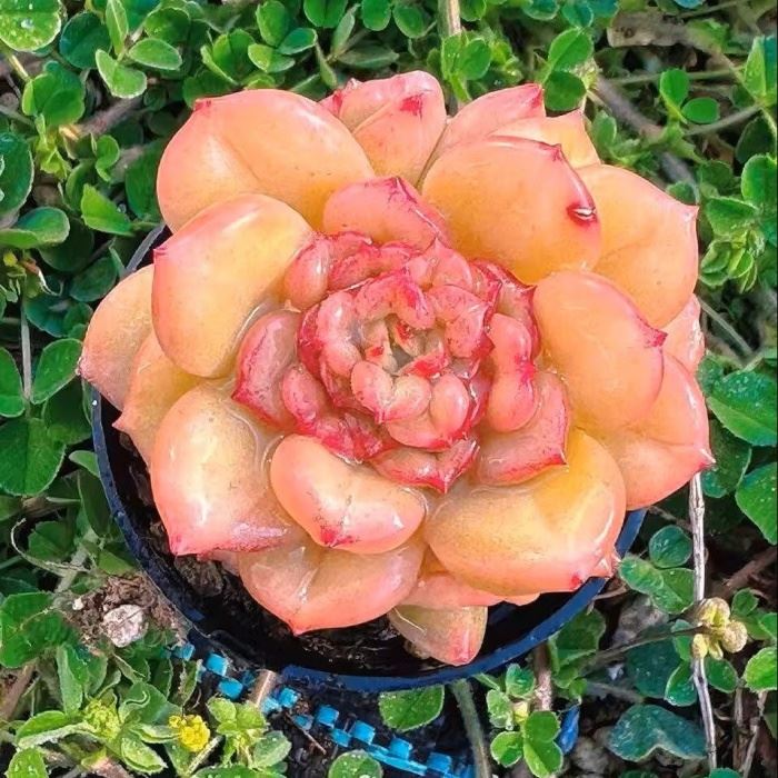 apple blossom