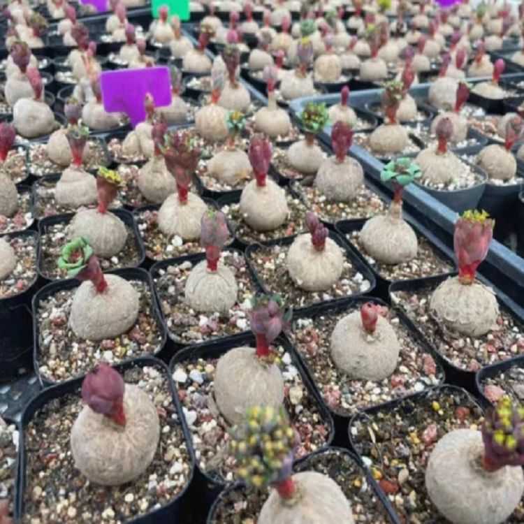 Euphorbia Fischeriana best