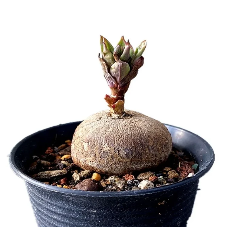 Euphorbia Fischeriana suppliers