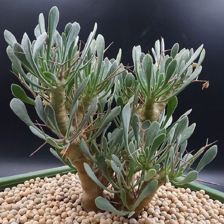 Othonna Euphorbioides high quality