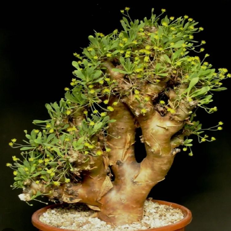 Othonna Euphorbioides suppliers