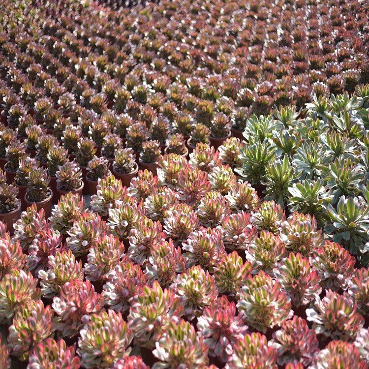 Aeonium Alice Single CUT best