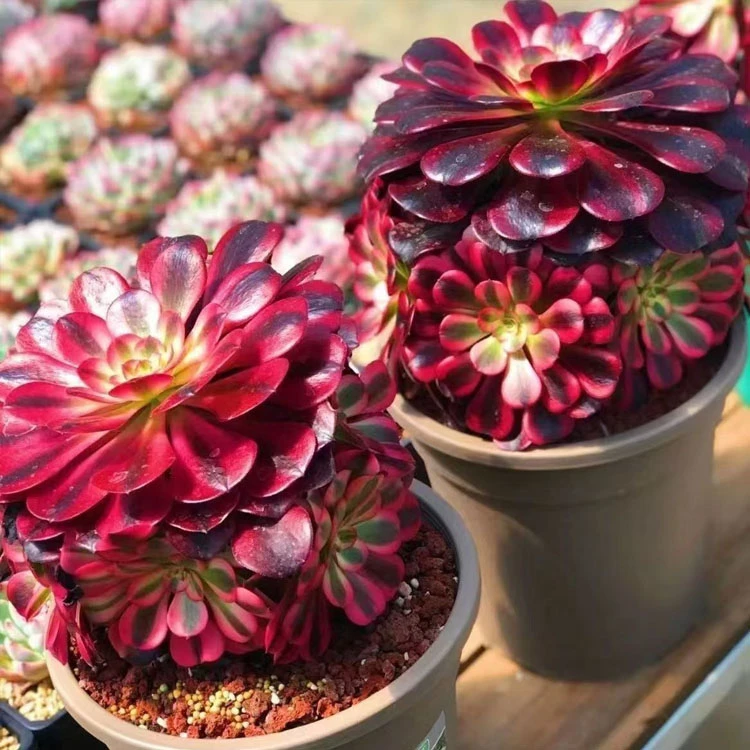 Aeonium Medusa