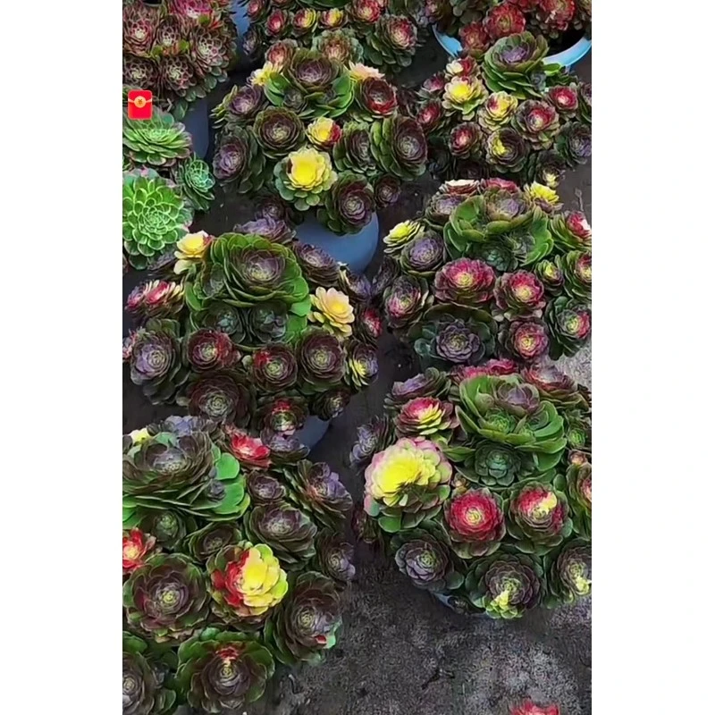 Aeonium Sea King's Colorful Mage high quality