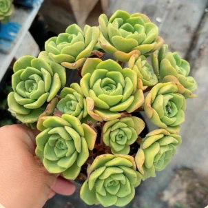 Echeveria ‘Lily Lily’ Wholesale Succulent Plants