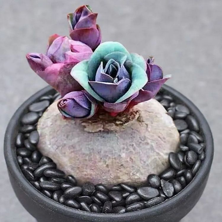 Euphorbia Fischeriana