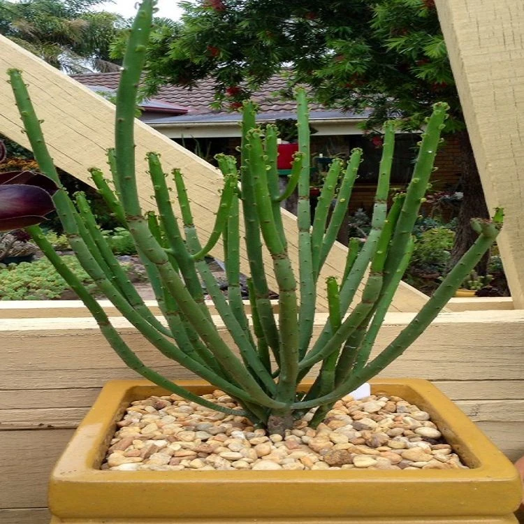 Euphorbia Leucodendron Ssp. Oncoclada suppliers
