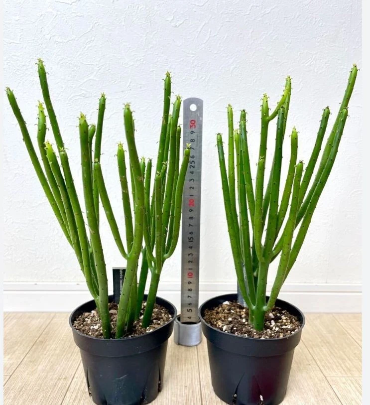 Euphorbia Leucodendron Ssp. Oncoclada factory