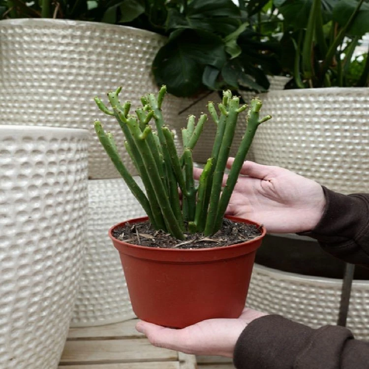 Euphorbia Leucodendron Ssp. Oncoclada best