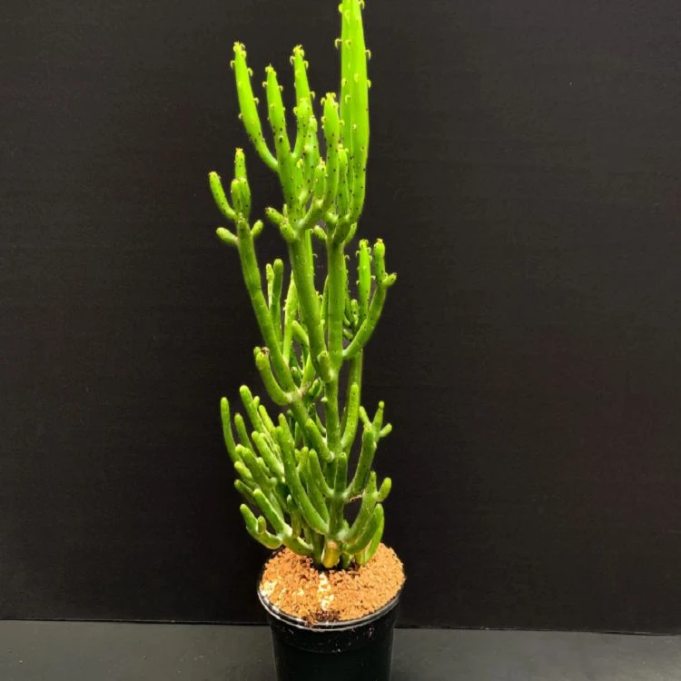 Euphorbia Leucodendron Ssp. Oncoclada