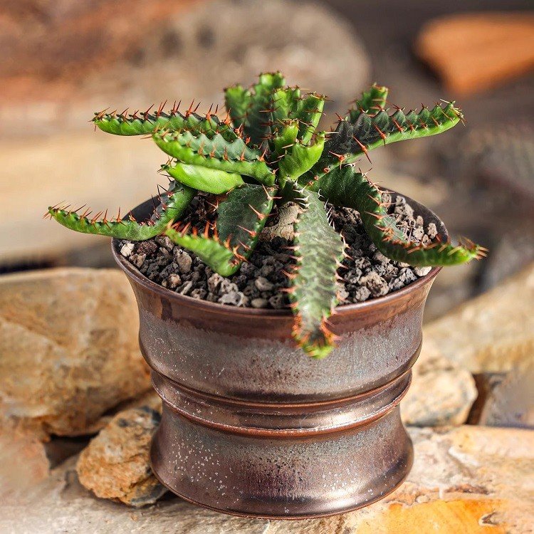 Euphorbia Stellata best